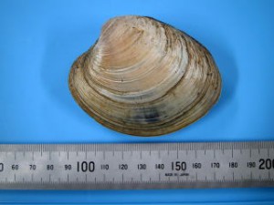 binosu